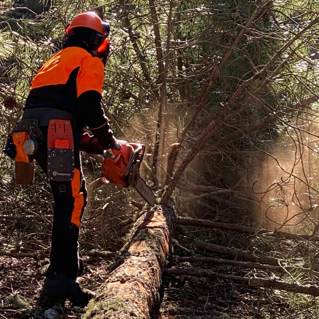 UF F3: UTILIZZO IN SICUREZZA DELLA MOTOSEGA NELLE OPERAZIONI DI ABBATTIMENTO ED ALLESTIMENTO (Corso a pagamento)