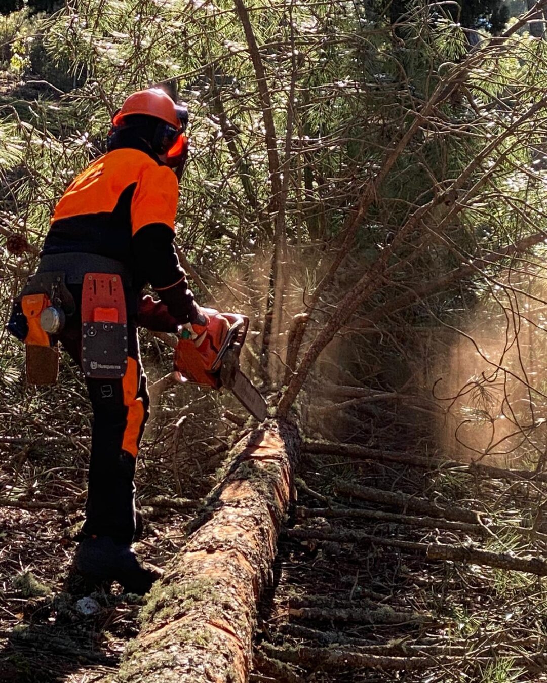 UF F3: UTILIZZO IN SICUREZZA DELLA MOTOSEGA NELLE OPERAZIONI DI ABBATTIMENTO ED ALLESTIMENTO (Corso a pagamento)